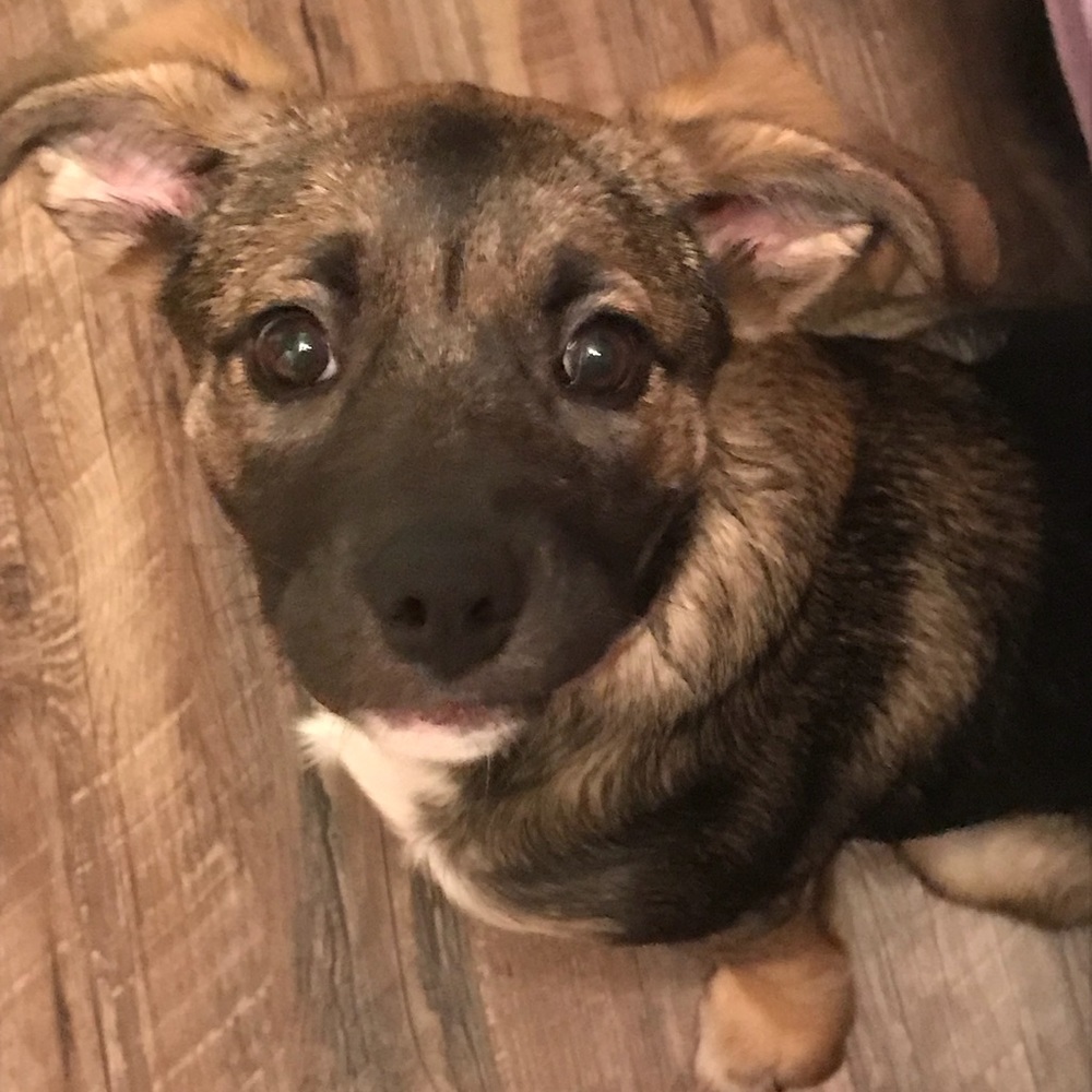 Meet your Posher, Morgan